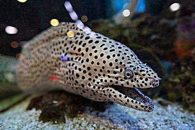 玩家认为《使命召唤：现代战争3》的外挂已经失控